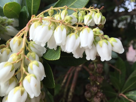 Beautiful flowers in Christchurch Botanic Gardenの写真素材