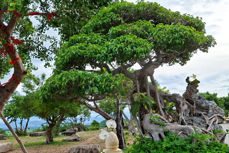 A large, meticulously shaped bonsai tree with lush green foliage dominates the foreground. Its...