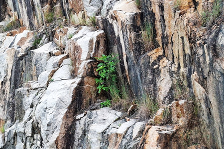 A close-up view of a weathered rock formation showcases the vibrant green leaves of a small plant...