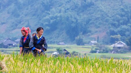 MU CHAI, LAO CAI, VIETNAM - September 26, 2010: Hmong woman harvesting on paddy fieldのeditorial素材