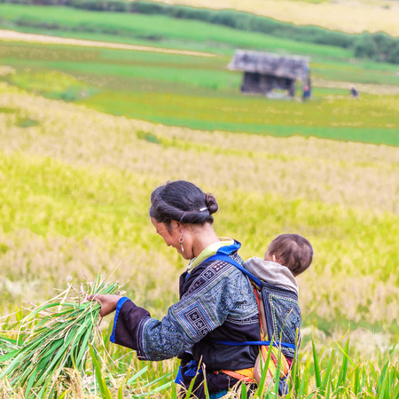 MUCANGCHAI, VIETNAM, October 12, 2011-The farmers can not be identified from the rice harvest .Mu Cang Chai terraced fields is a district of Yen Bai province, in the northeastern region of Vietnam.のeditorial素材