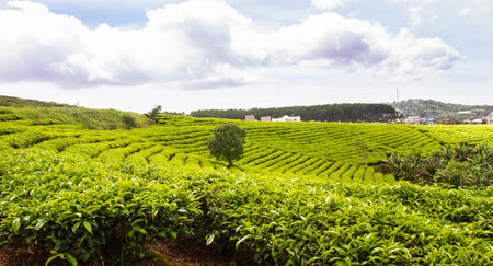 Caudat farm is the largest tea plantation in Dalat. Farms are an impossible tourist destination when coming to Da Lat.の写真素材