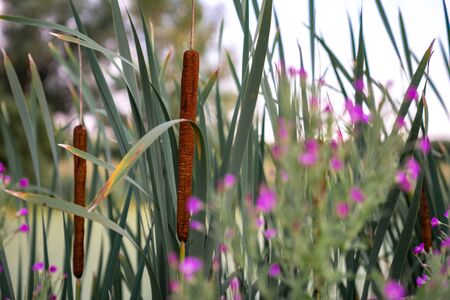Beautiful little pink flowers and a reed grows on an abandoned lake on a background of blue skyの写真素材