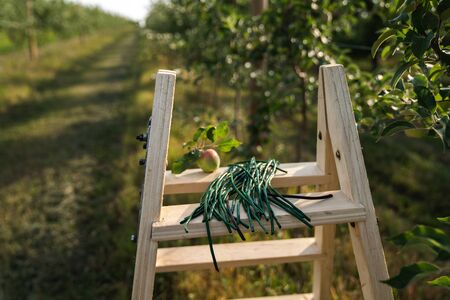 Close up photo of green rubber garters lying on the stepladder that standing among the apple gartenの写真素材