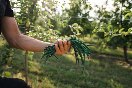 Clse up photo of young farmers hand with green rubber garters, apple garden on the backgroundの写真素材