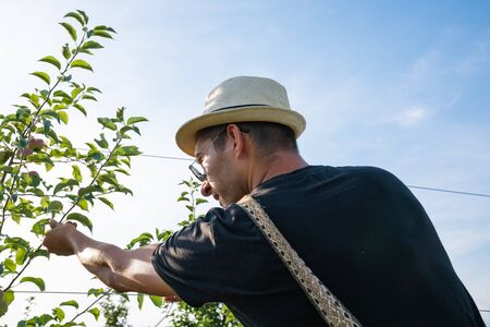 Close up portrait of concentrated young man farmer in white hat black t-shirt and sunglasses tying trees to a wireの写真素材