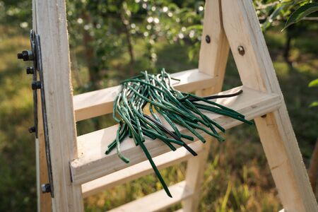 Green rubber garters lying on the stepladder that standing among the garden