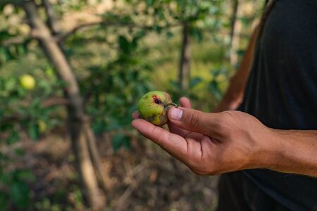 Close up photo of mans hand with apple affectedby the diseaseの写真素材