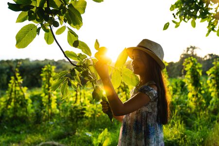 Hispanic teen girl in white hat and dress holding branch in hand and looking at leaves, spending summer holidays in the garden, sunset on the backgroundの写真素材