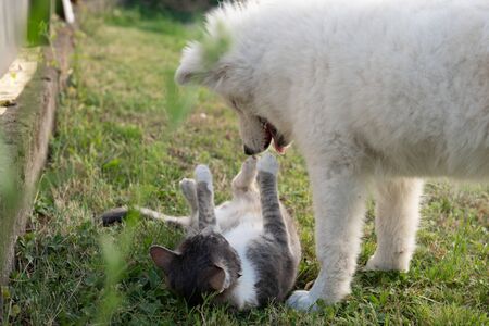 Playful samoyed puppy and grey and white cat that lying on the grass with raised paws enjoying time...