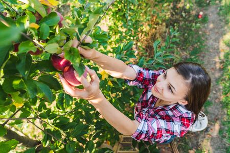 farmer girl picking ripe red apples on a tree, frame from above