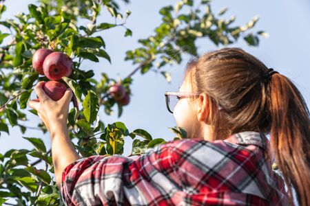 young girl holds an apple in her hand, plucks the autumn harvest on a treeの写真素材