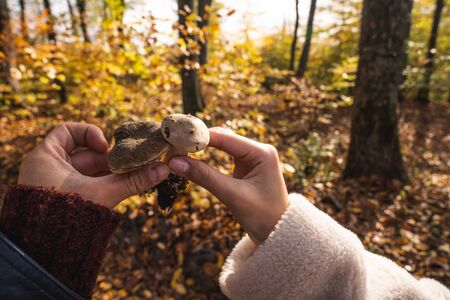 Couple hplds mushrooms in hands being in the colorful forest