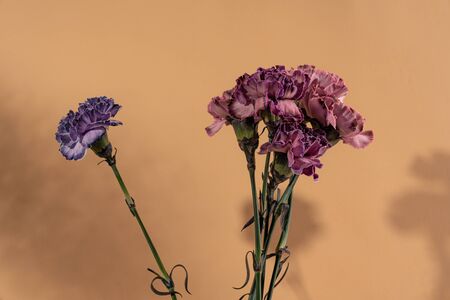 Bouquet of dark purple carnations and single violet carnation isolated on hazelnut background with shadowsの写真素材