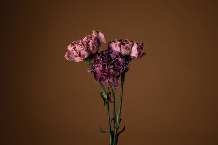 Tender dark purple, violet carnation flowers on the brown background with copyspace