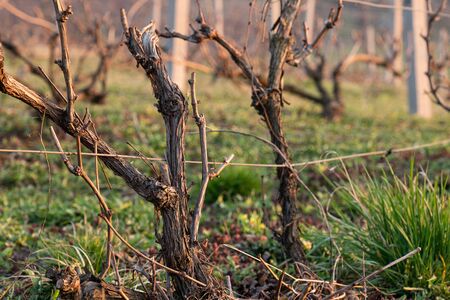Modern wine yard, Wine grape trees in close up view, Wine production.
