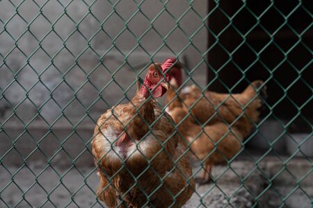 Two domestic chicken behind the net, organic farmの写真素材