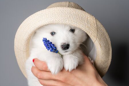 Close up portrait of a cute samoyed puppy in hat who holds blue flower and looking at the cameraの写真素材