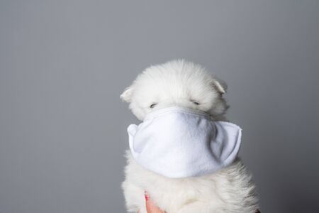 Amusing white puppy in white mask isolated on grey background