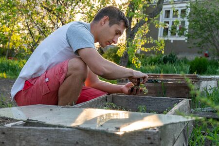 Concentrated man farmer working in the garden with plats