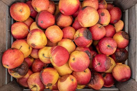 Spoiled rotten red apples in the wooden boxの写真素材