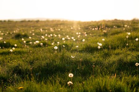 Bright spring dandelion in green grass among the meadowの写真素材