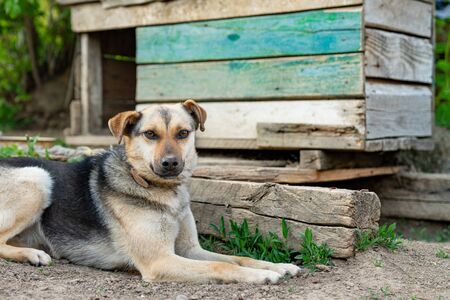 Beautiful young attached dog lies near the wooden doghouse and looking at the cameraの写真素材