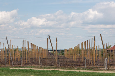 Row of young fruit trees supported by trellisの写真素材