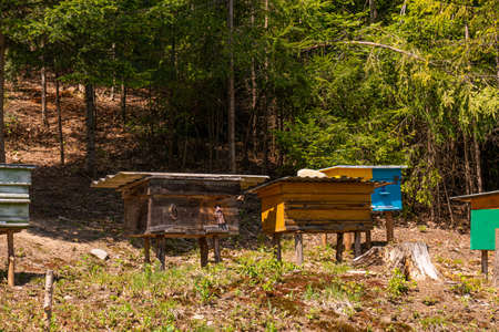 Mountain honey. Traditional beekeeping in the pine Forest