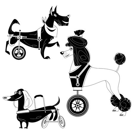 Set of three dogs with special needs on different wheelchairs. Black and white. Vector illustrationのイラスト素材
