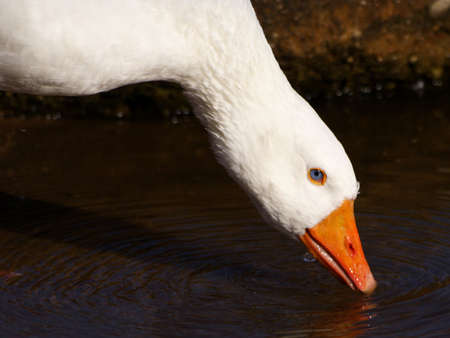 Goose sipping from the lakeの写真素材