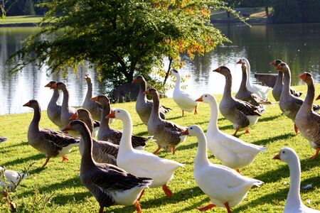 Ducks all going one directionの写真素材