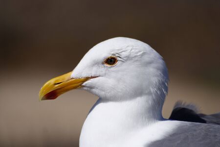 Seagull profileの写真素材