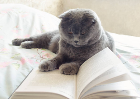 A gray cat reading a bookの写真素材