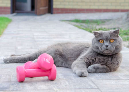 a gray cat in a pink collar lays in the yardの写真素材
