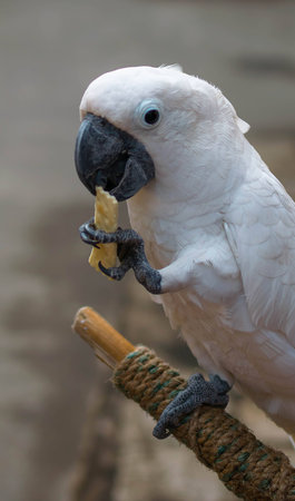 parrot eating crackers