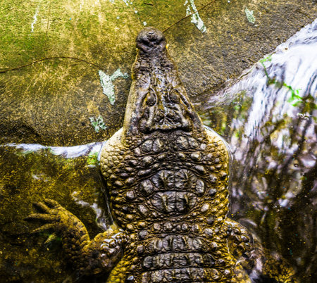 philippine crocodileの写真素材