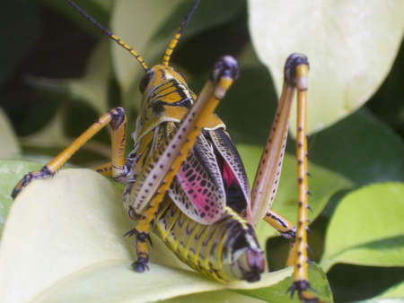 grasshopper の写真素材