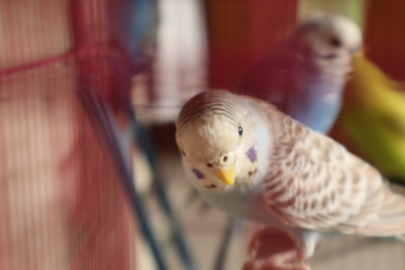 Budgerigar in a cage. Blurred background.