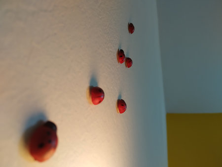 Red ladybugs on a white wall in a room, closeup of photo