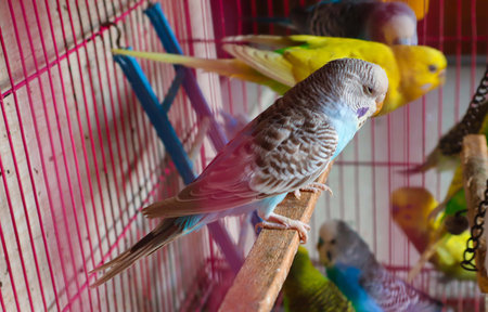 Close-up of birds perching in cage