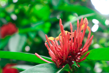 Red flower on a green background. In the tropical garden