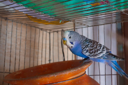 Close-up of birds perching in cage