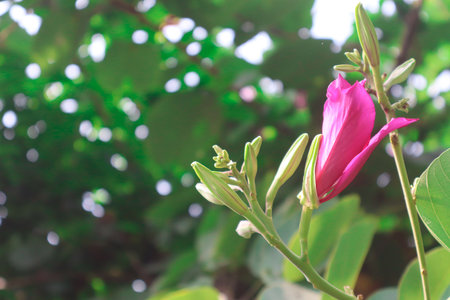 Red flower on a green background. In the tropical garden