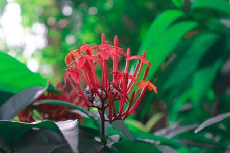 Red flower on a green background. In the tropical garden