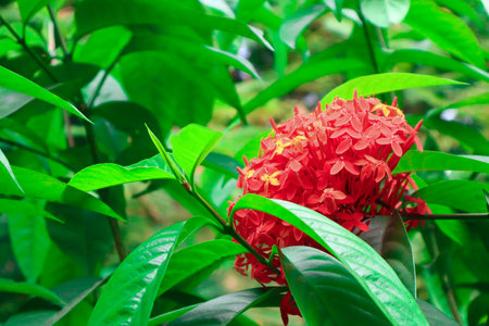 Red flower on a green background. In the tropical gardenの写真素材