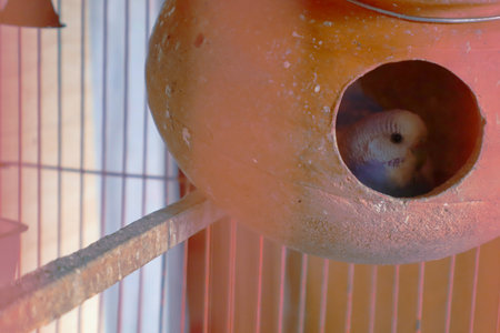 Close-up of birds perching in cage