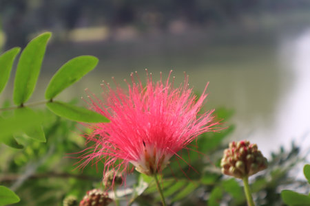 Red flower on a green background. In the tropical garden