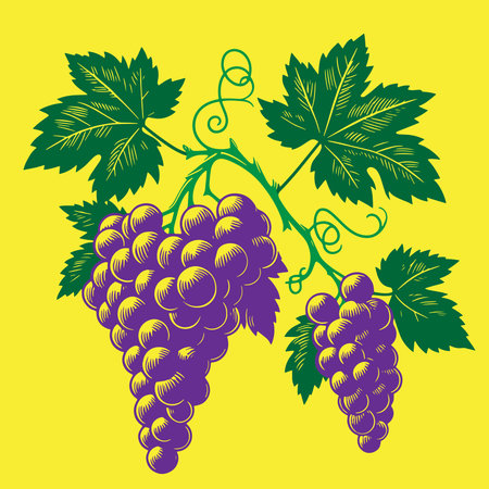 Grapes Silhouette Vector Illustration on White Background. Grapes Silhouette Vector Illustration on White Background.のイラスト素材