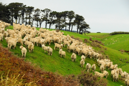 Sheeps in new zealand の写真素材
